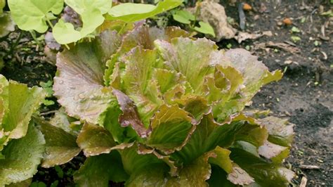 Lettuce Plants Close Up · Free Stock Video