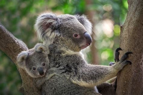 Premium Photo Mother And Baby Koala On A Tree In Natural Atmosphere