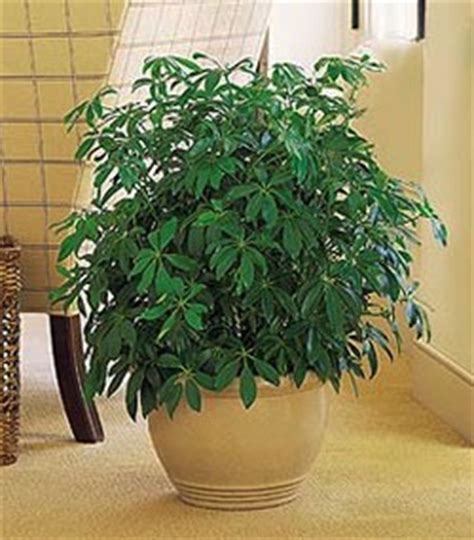 How do you prune ivy? How To Prune Houseplants