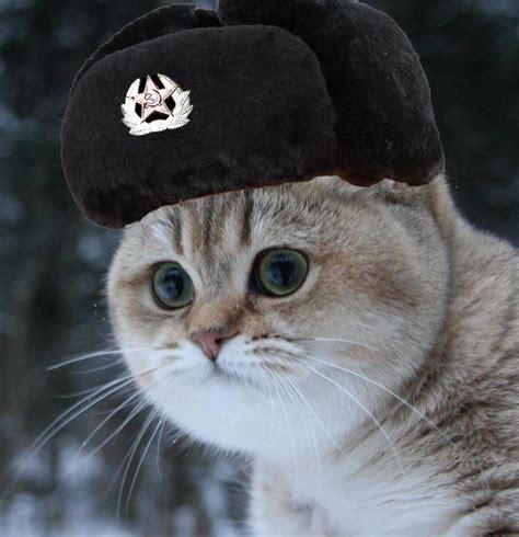 Maybe you would like to learn more about one of these? This is my new discord pfp communist cat : u/Iron-aron