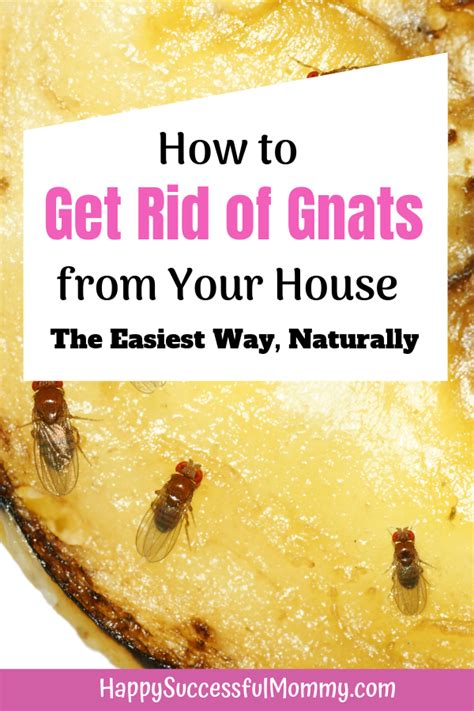 Gnat Problem How To Get Rid Of Gnats Gnats Get Rid Of Flies