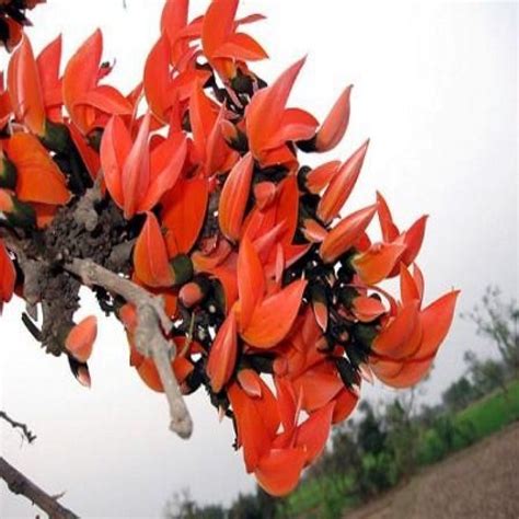 Palash Tree Leaves Ubicaciondepersonas Cdmx Gob Mx