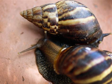 The Giant African Land Snails Invading Florida Threatening Disease And