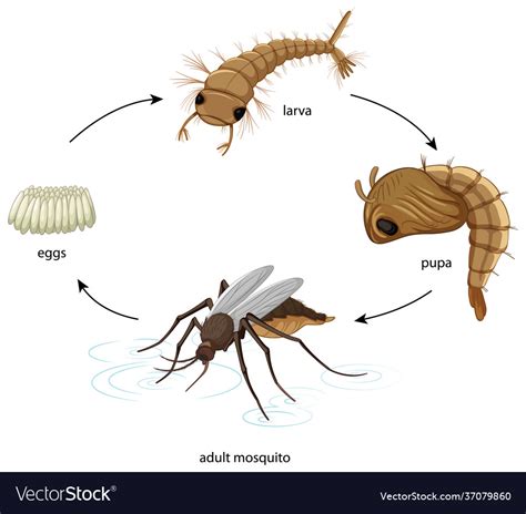 Diagram Showing Mosquito Life Cycle On White Vector Image