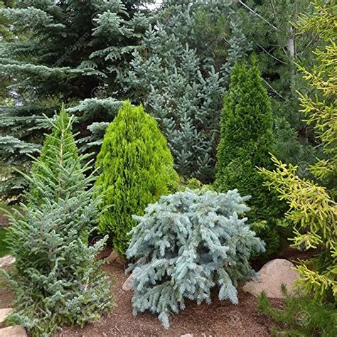Yougarden Evergreen Dwarf Conifer Collection 6 Plants In 9cm Pots