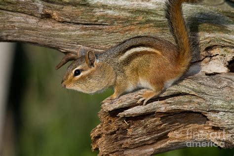 Eastern Chipmunk Photograph By Linda Freshwaters Arndt Fine Art America