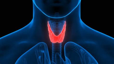 8 Signs That Indicate Problem With Thyroid Gland Hoeden