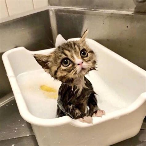 A Cat Taking A Bath Eyebleach