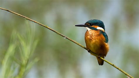 Nature Animals Birds Kingfisher Macro Closeup