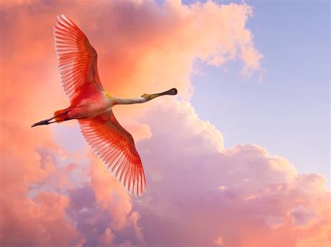 Beautiful Flying Bird Red Stretched Wings Big And Perfect Body The