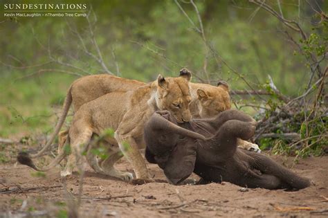 Lionesses Prey On Stillborn Elephant Calf