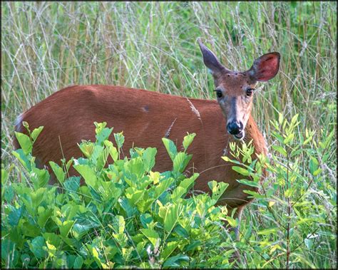 More Deer In The Meadow Photography Images And Cameras