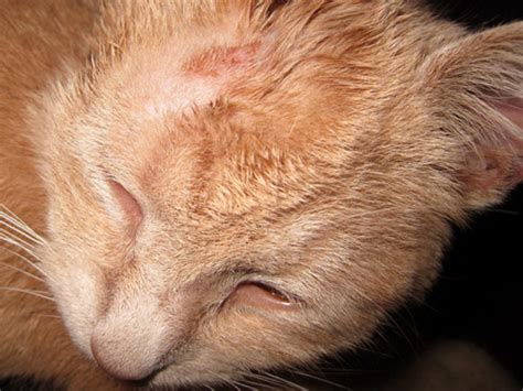 Dermatitis In Cats Types Symptoms And Treatment Pets Wiki