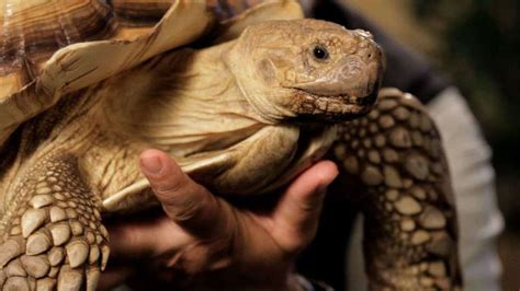 7 Facts About Sulcata Tortoise Aka African Spurred Tortoise Howcast