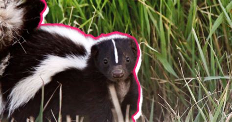 Skunks As Pets What You Need To Know