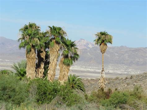 Amargosa Basin California Desert National Conservation Lands