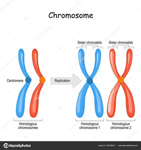 Diferença Entre Cromossomas Homólogos Um Par De Homólogos — Vetor De