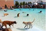 Images of Dog Swimming Pool