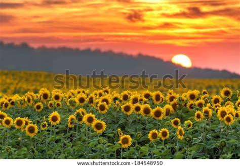 Sunflower Field Orange Sunset Stock Photo Edit Now 184548950