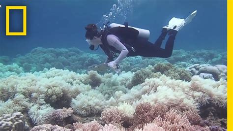 The Great Barrier Reef May Be Dying Faster Than We Thought National