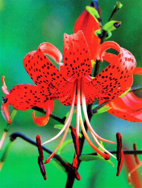 Lilium Lily Red Tiger 1 Bulb Garden Seeds Market Free Shipping