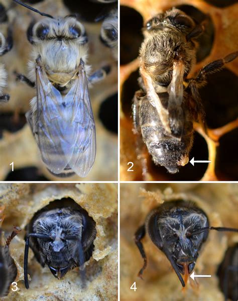 Deformed Wing Virus Infection In Honey Bees Apis Mellifera L Roman
