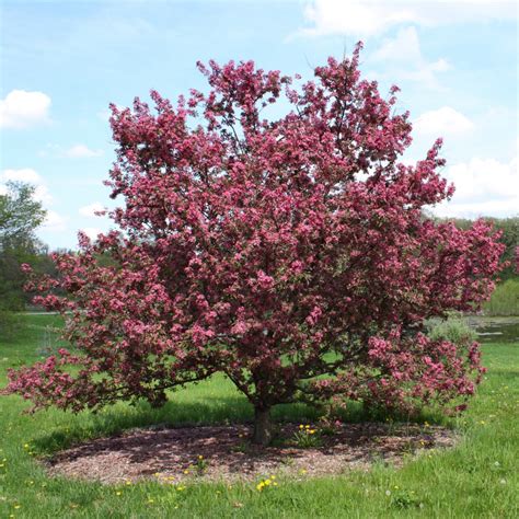 How To Grow Crabapple Growing And Caring For Flowering Crabapples