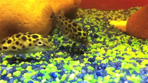 Green Spotted Puffer Eating Snail Youtube