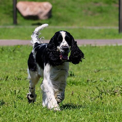 15 Pros and Cons of Owning English Springer Spaniels - Page 3 of 5 ...