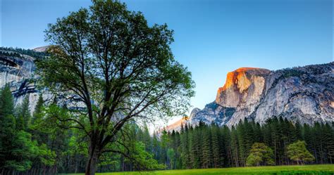 Usa Yosemite 4k Ultra Hd Wallpaper Yosemite Trees Yosemite National