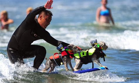 Annual Dog Surfing Competition Hd Pictures Hd Photos