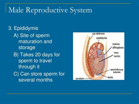 Ppt Pathology Of The Male Reproductive System Powerpoint Presentation Id Kulturaupice