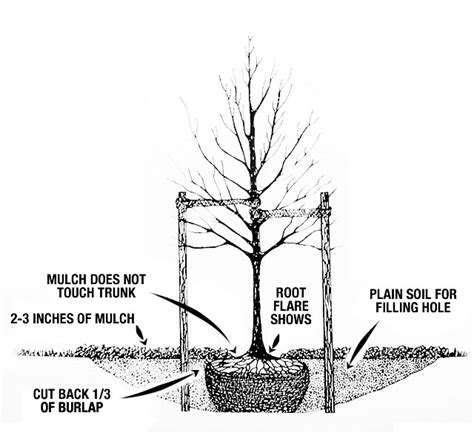 Planting Your Tree Correctly The Marple Tree Commission