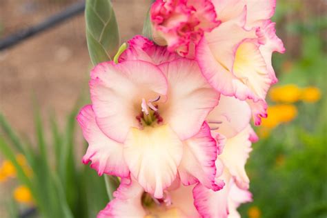 Gladiolus Plant Care And Growing Guide