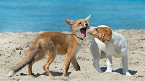 Can Foxes Mate With Dogs