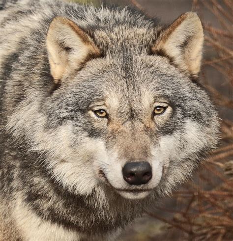 Other names for this variety include common wolf, carpathian wolf, european wolf, steppes wolf, chinese wolf, and tibetan wolf. Hi. My name is Angie 😊🐺💖 — johnnyslittleanimalblog: european wolf ...