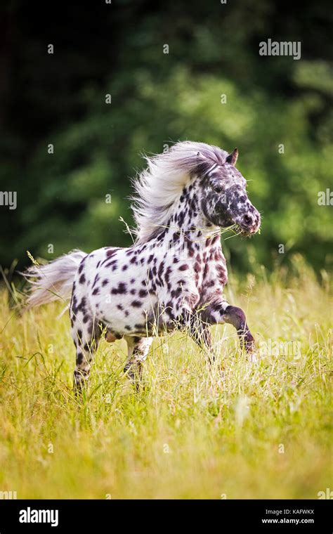 Falabella Miniature Horse Leopard Spotted Stallion Galloping On A