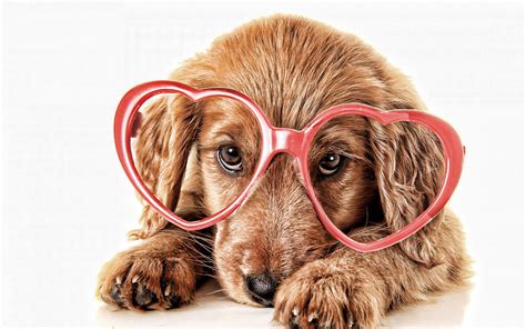 Cute Dogs With Glasses Wallpapers Top Free Cute Dogs