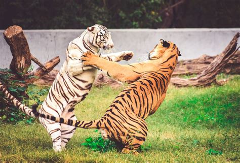 Two Royal Bengal Tigers Having A Play Time Smithsonian Photo Contest