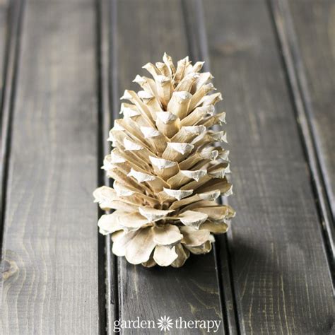 How To Make Gorgeous Bleached Pinecones