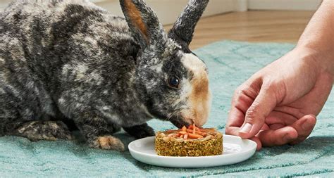 Homemade Rabbit Treats Carrot Cake For Bunnies Bechewy