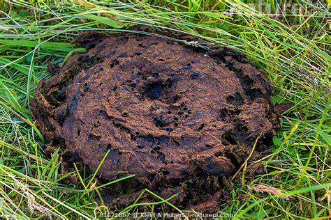 Stock Photo Of Cow Dung Cow Pat In Grass France Available For Sale