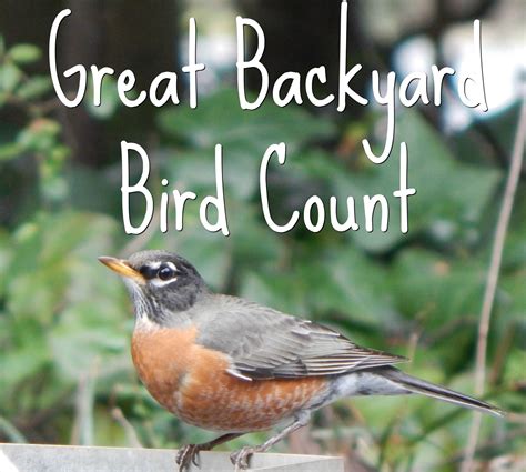 Great Backyard Bird Count 10 Quick Tips On How To Enjoy The Great