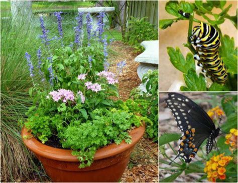 Attracting Butterflies How To Make A Butterfly Garden Planter