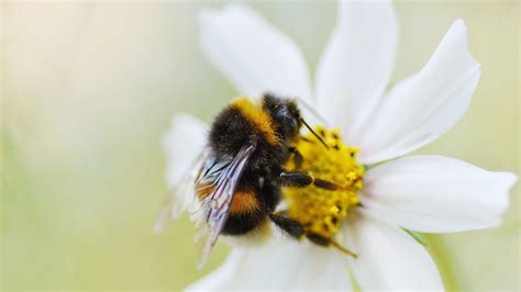 We Are Members Of The Bumblebee Conservation Trust Exagen