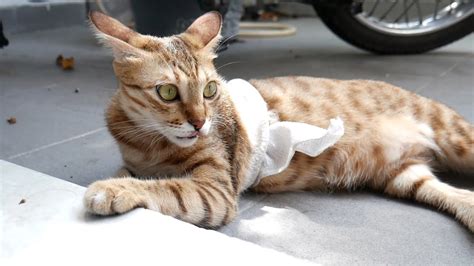 Injured Cat Recovers From Puncture Wound Youtube