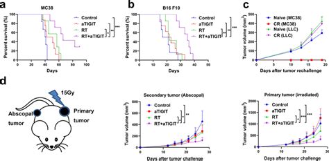 RT And Anti TIGIT Combination Therapy Improve Long Term Survival Immune