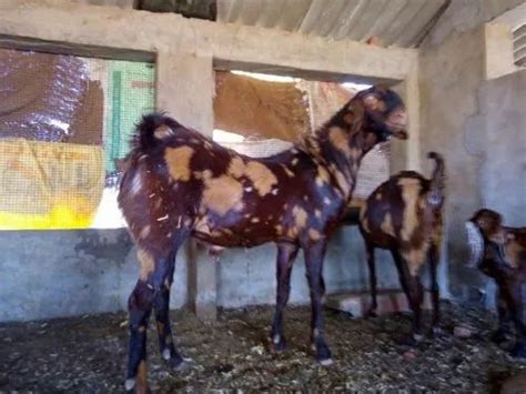 2 Year Brown Sirohi Female Goats Weight 45 Kg At Rs 230kilogram In Churu Id 21082043097