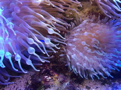 Fascinating Sea Anemone Facts American Oceans