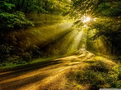 Sun Rays Through The Forest Trees Road Ultra Hd Desktop Background